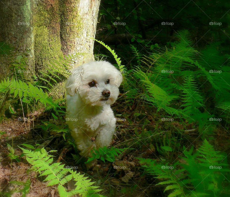 99% Wolf. My Maltese playing wild wolf in a forest of ferns