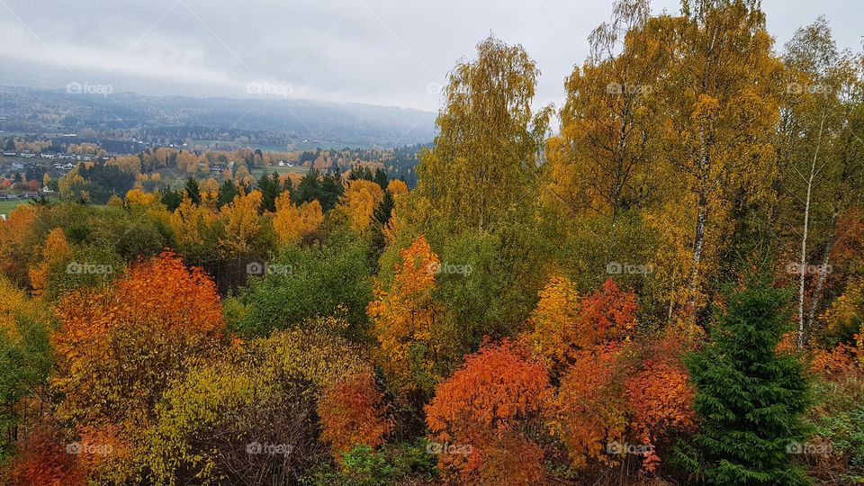 Norwegian Autumn