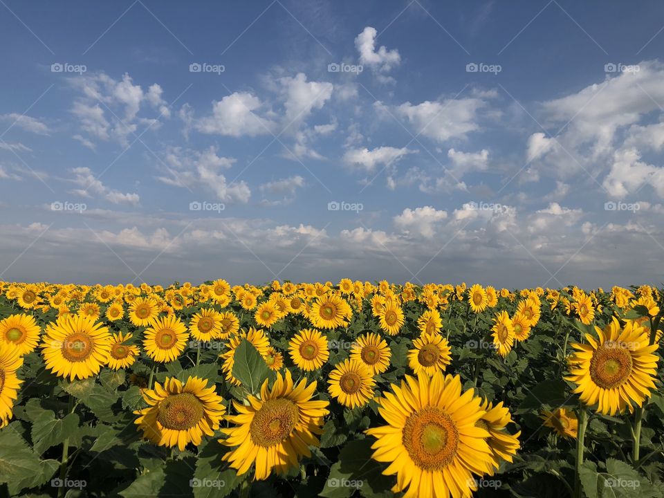 Sunflowers 