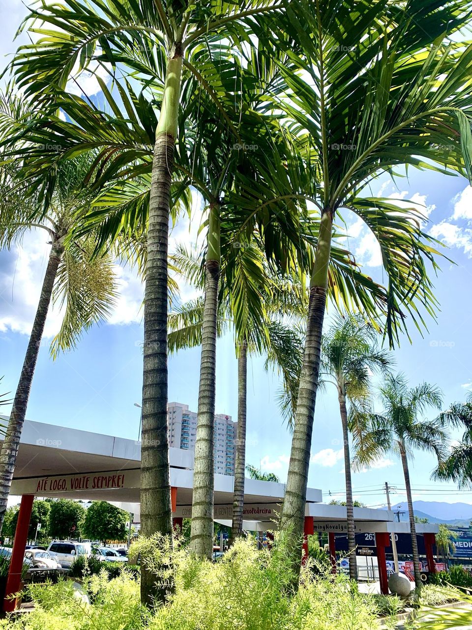 beautiful palm trees