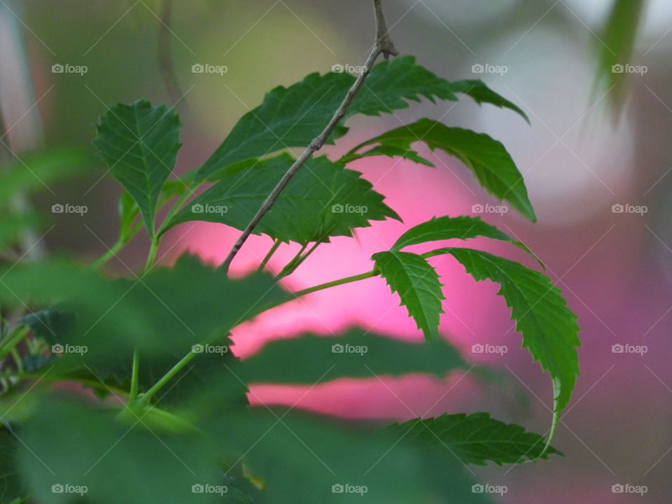 Leaves in front Pink flowers 