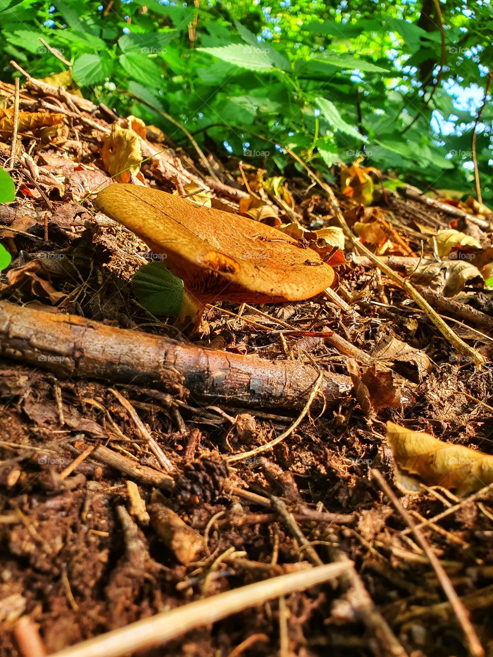 First mushroom