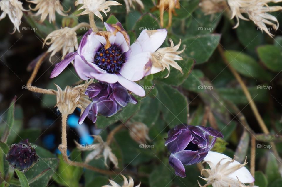 Close-up of purple flower