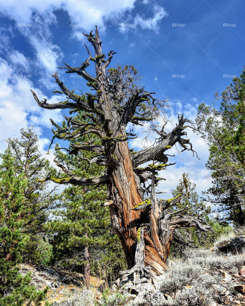 An ancient cypress has passed on but it lives on covered in moss and lichen.