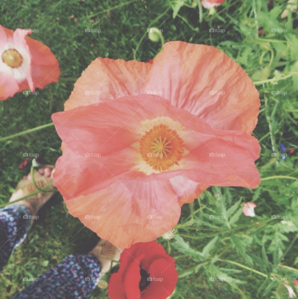 Picking flowers. Summer and picking poppies 