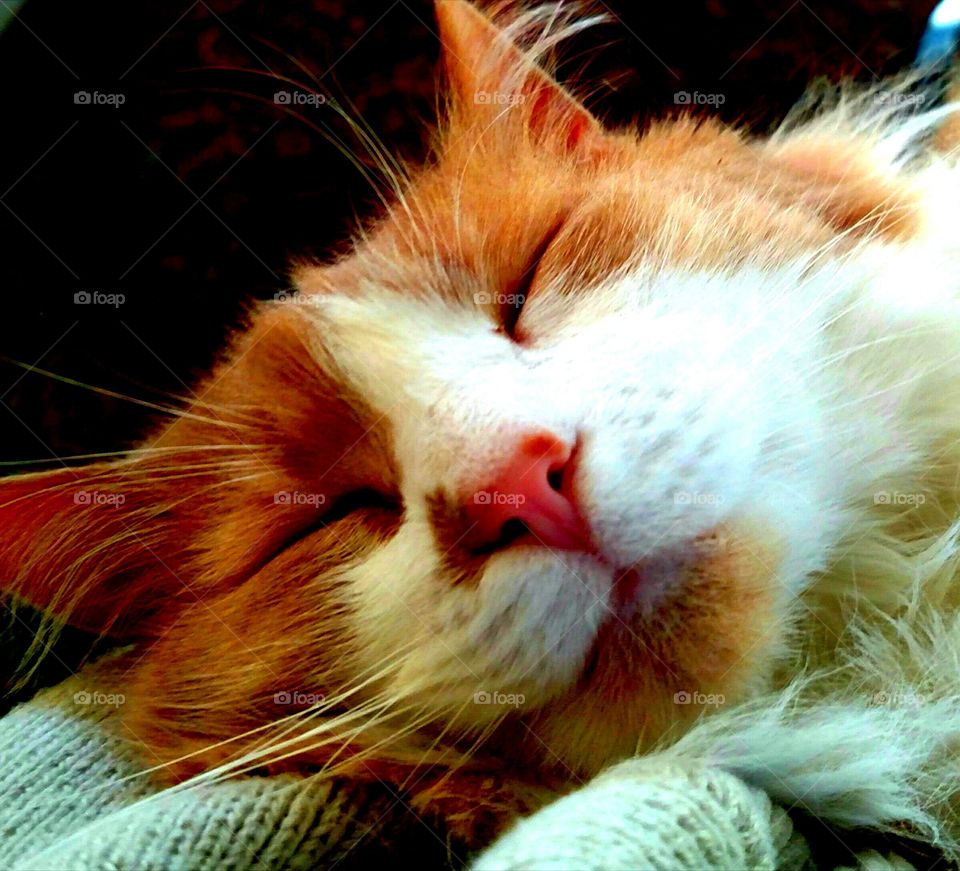 Cat Nap. Her name is Miss Matisse. She is a sweetheart and she enjoys a nice, long comfortable nap