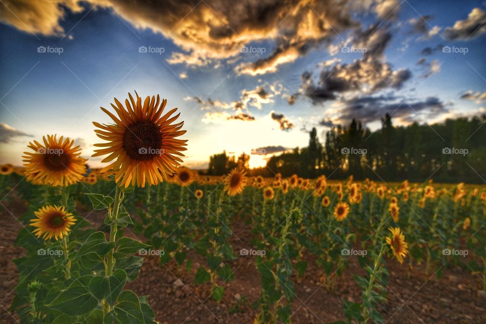 José Luis Rodríguez