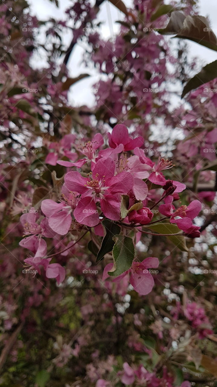 red apple tree flowers in spring