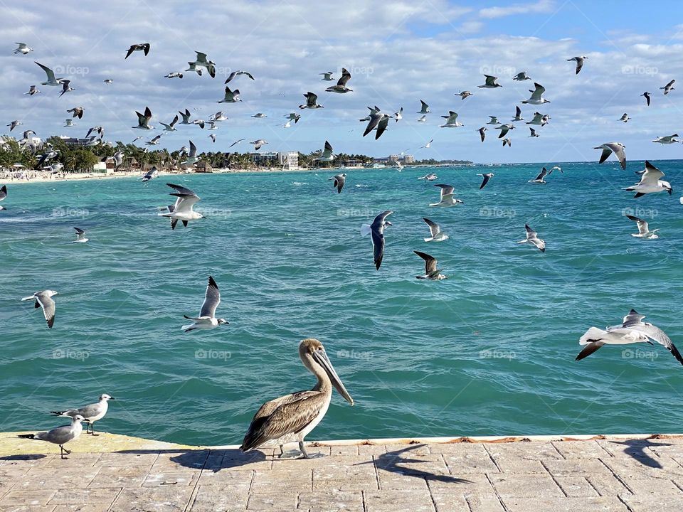 A brown pelican sitting on a dock with seagulls flying overhead