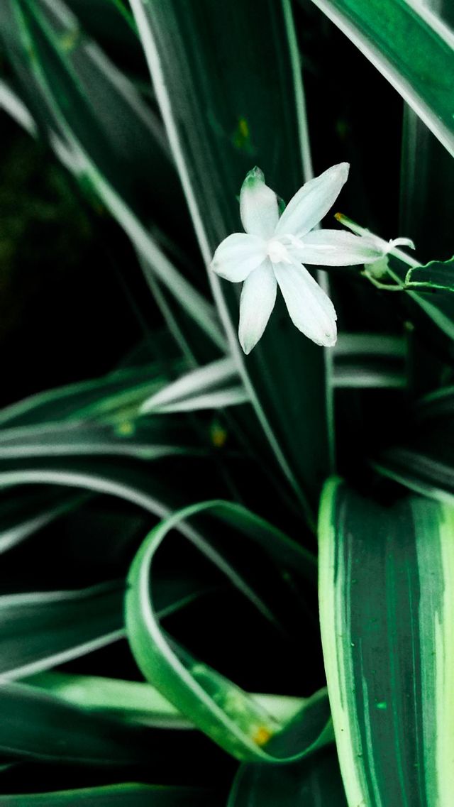 A white flower & Leaves / Nature🌱 / Natural / Home garden / beautiful and different