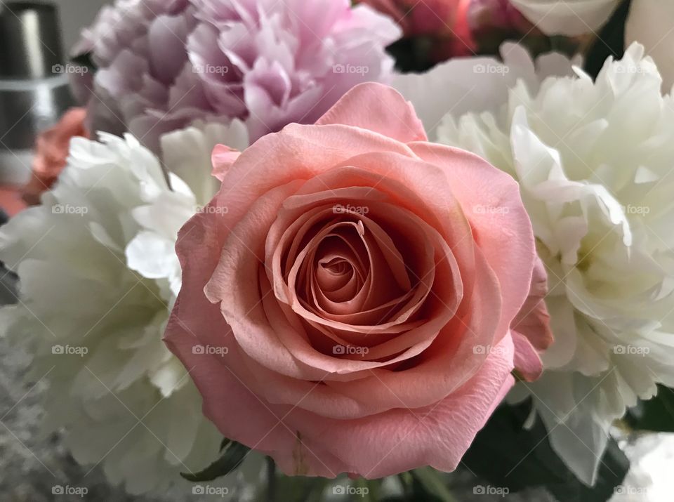 Rose Blume Hochzeit Farben Weiß rosa scharf lachsfarben unscharf romantisch klar 