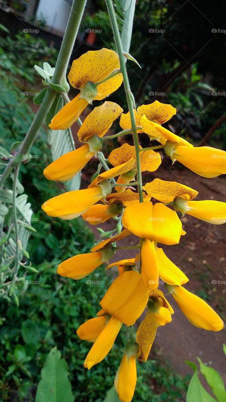 Sesbania javanica is an annual plant with stems that become more or less woody near the base and yellow flowers