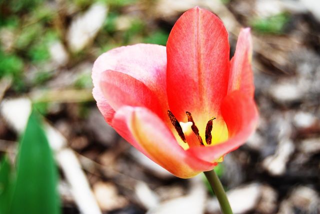 Spring morning