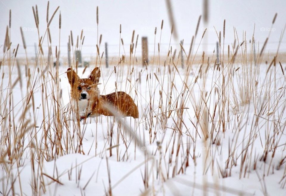 Snow Dog