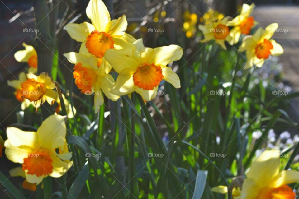 Daffodils upclose