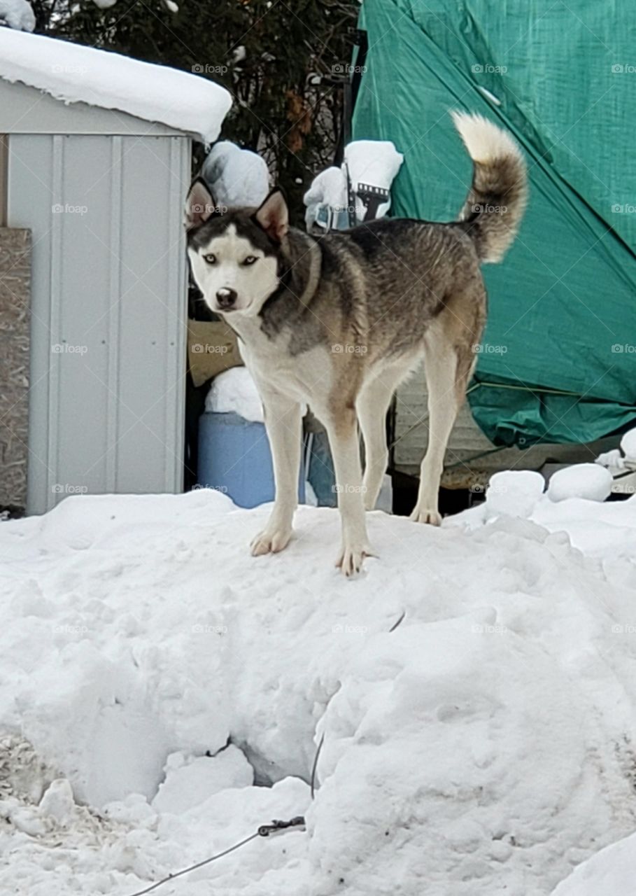 koivu and his snow pile