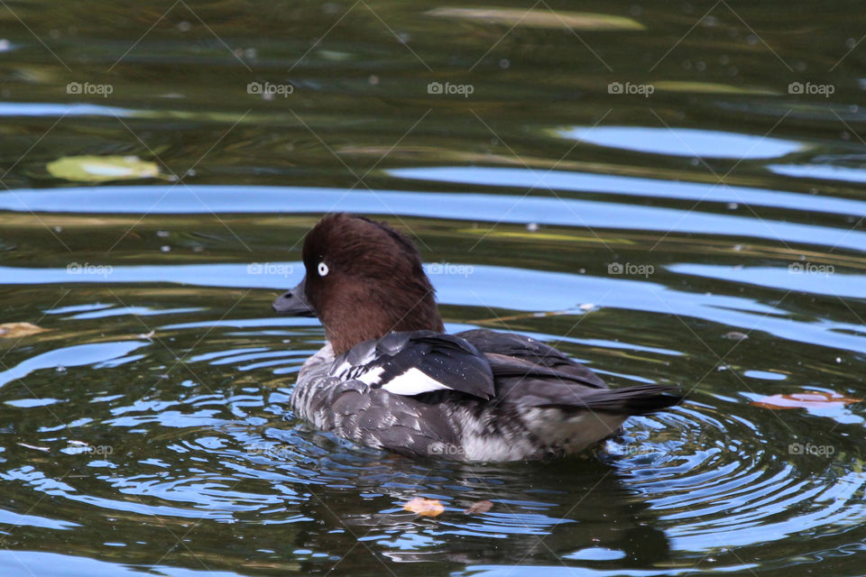 Bird - Pochard duck swimming - and