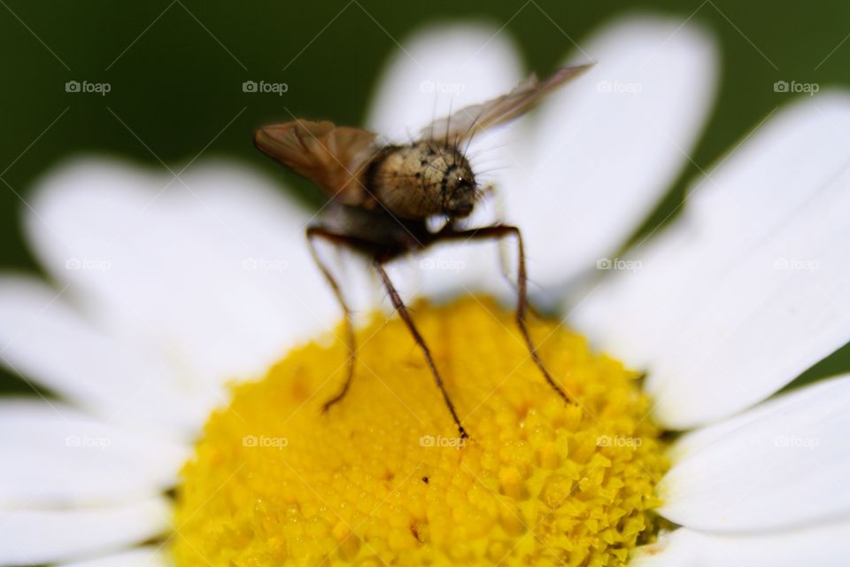 Insect on plants