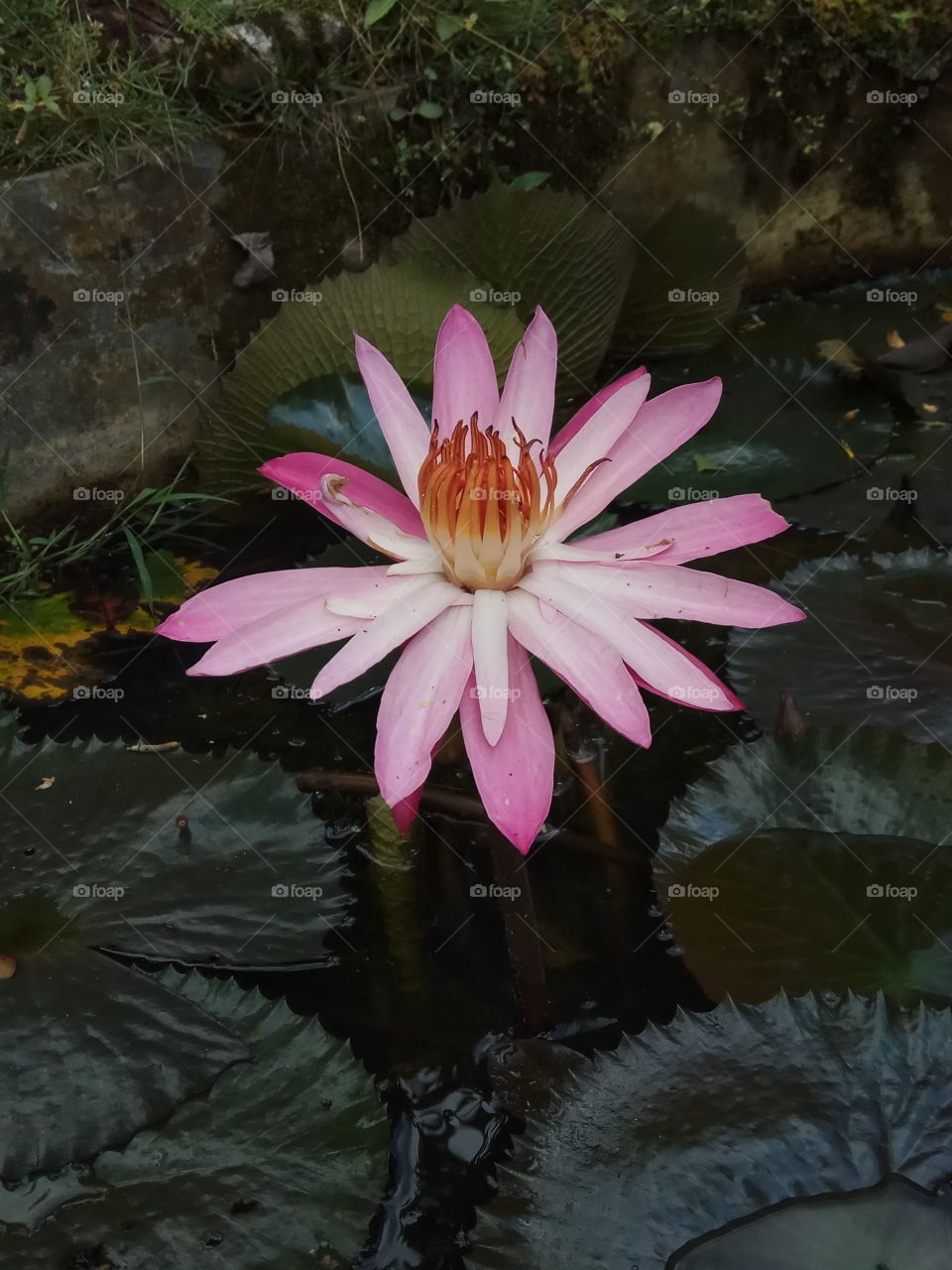 Water Lilly