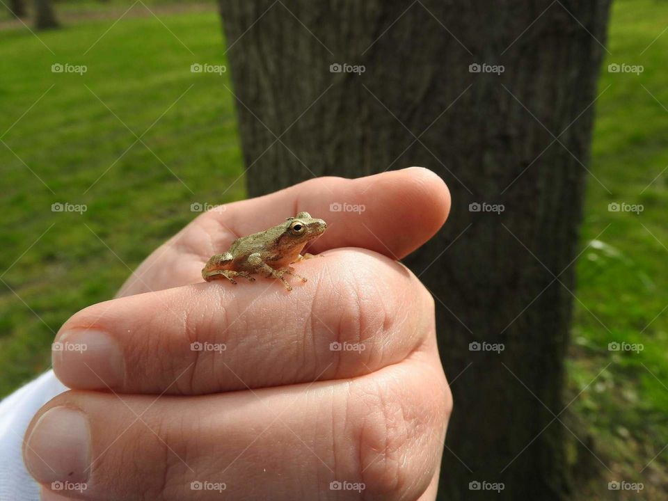 A frog in the hand 2