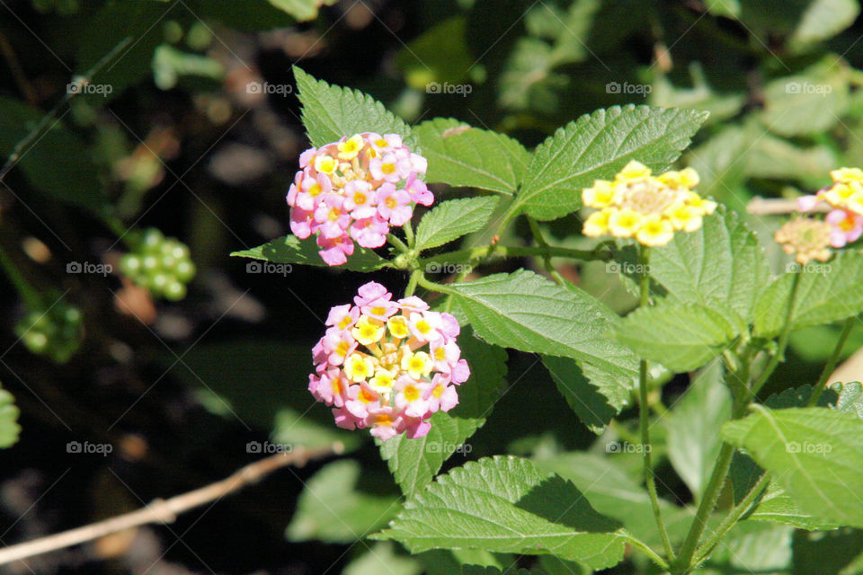Lantana