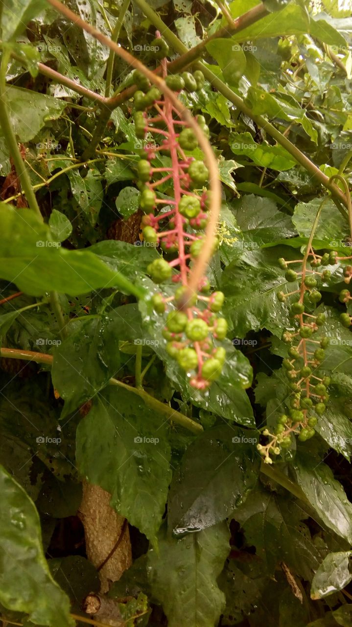 After the Rain Closeup