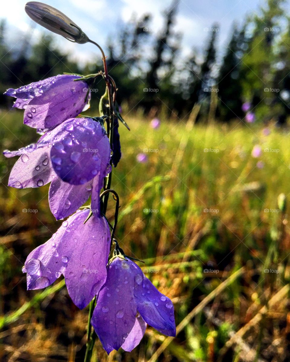 Blue bells and raindrops 
