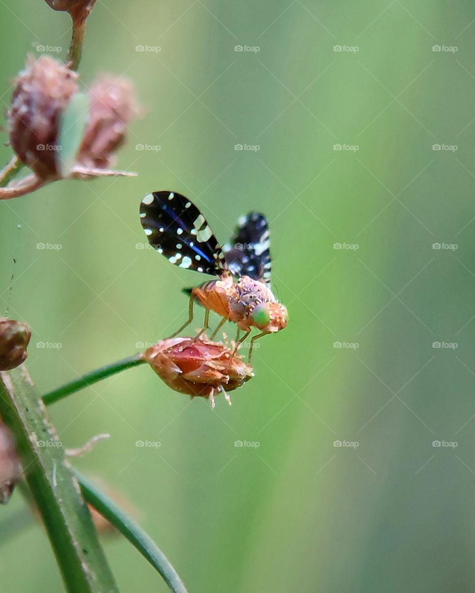 Drosophila melanogaster