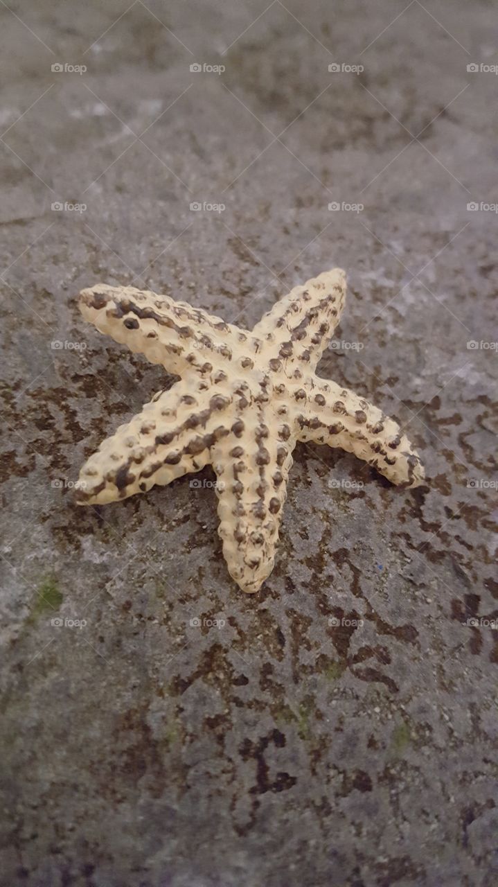 starfish