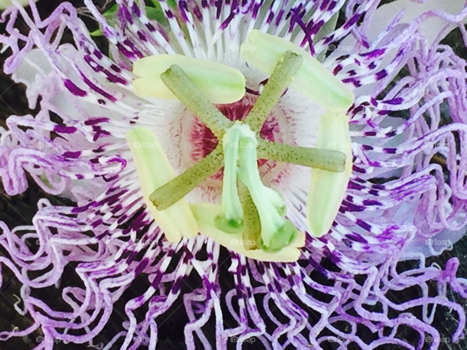 Passion flower