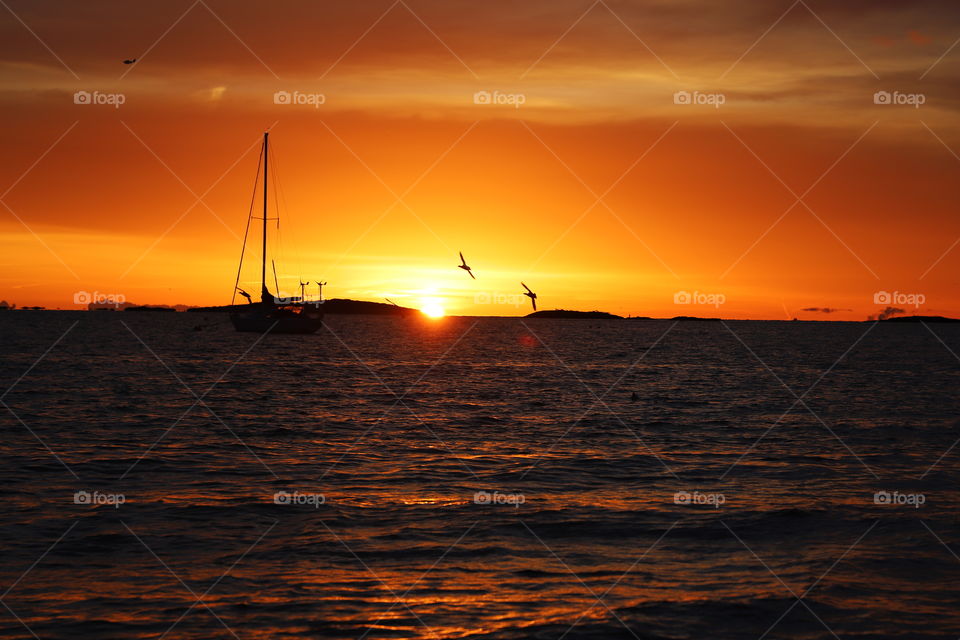 Geese flying over the ocean on sunrise 