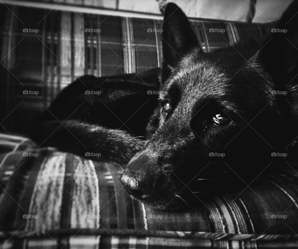 A dog resting.. This is a picture of a service dog resting after a long day of work.