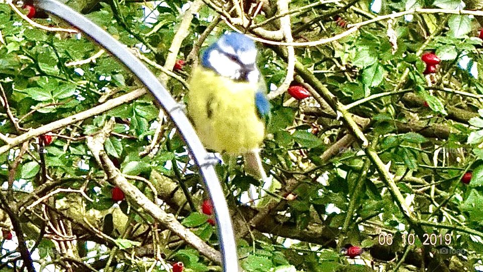 Blue tit