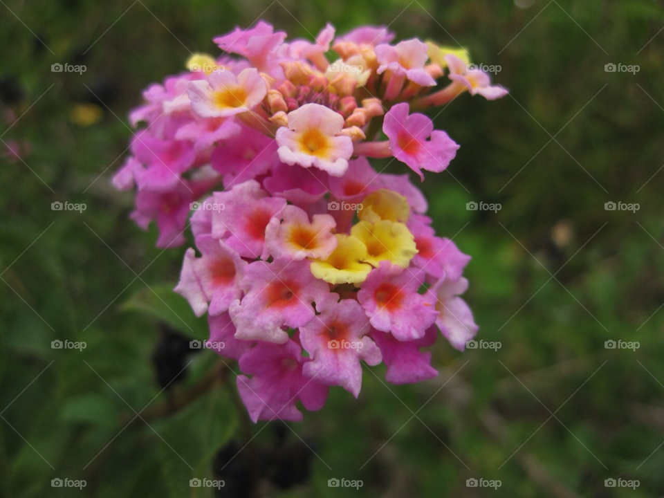 flowers yellow pink by Tuvezz