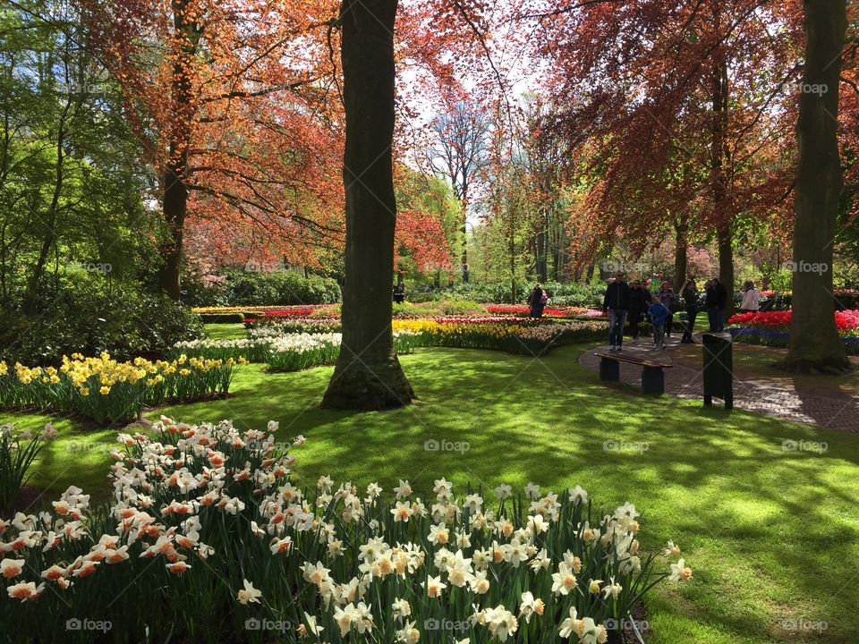 Keukenhof