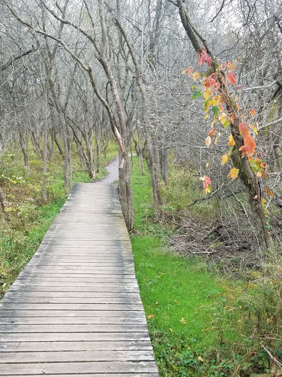 Boardwalk