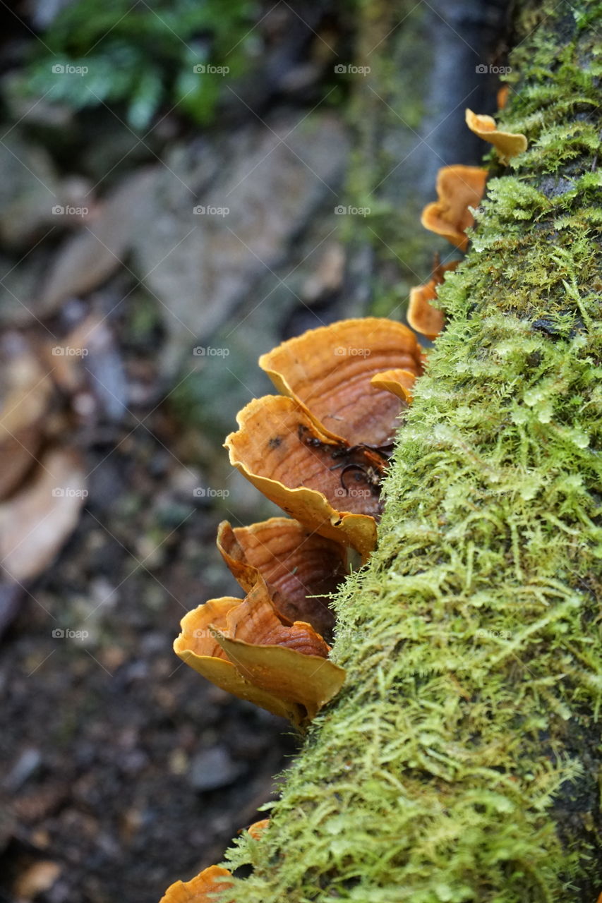 Orange Funghi