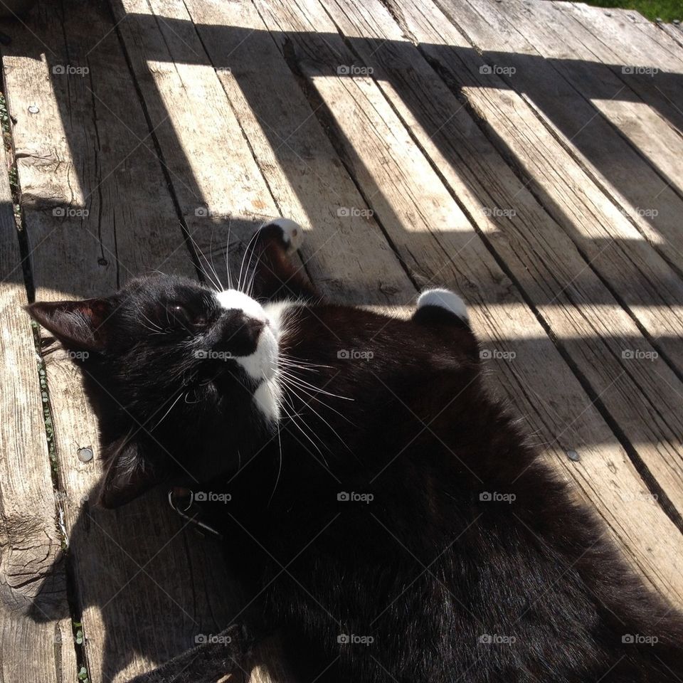Cat lying in sun