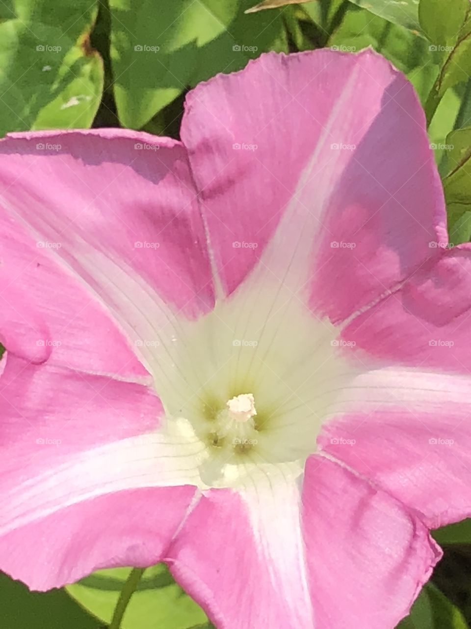 Pink & white flower 