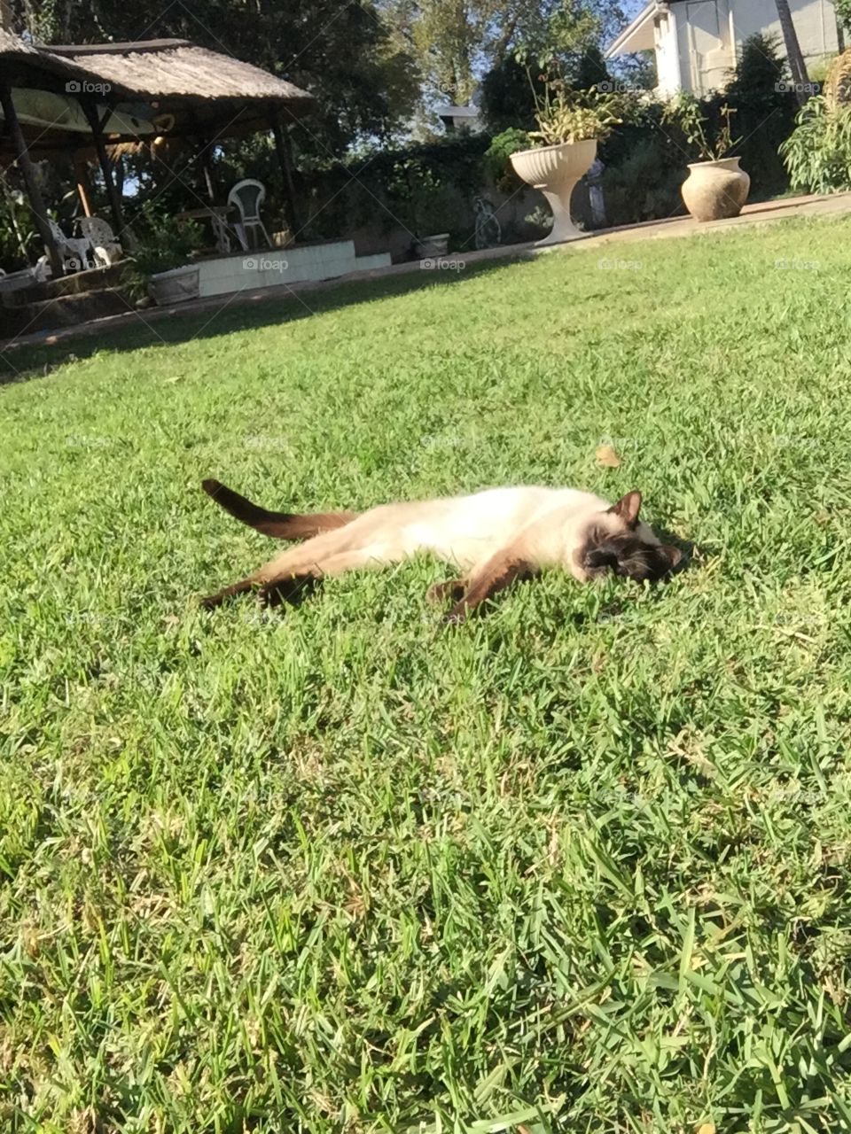 Ultimate relaxation during a South African winter 
#siamese #green #SouthAfrica 
