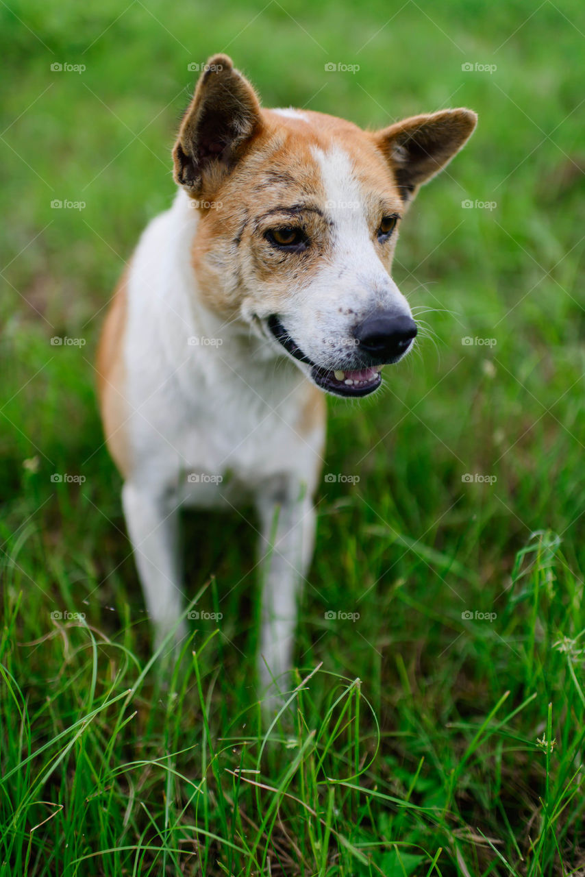 Thai dog on green grass.