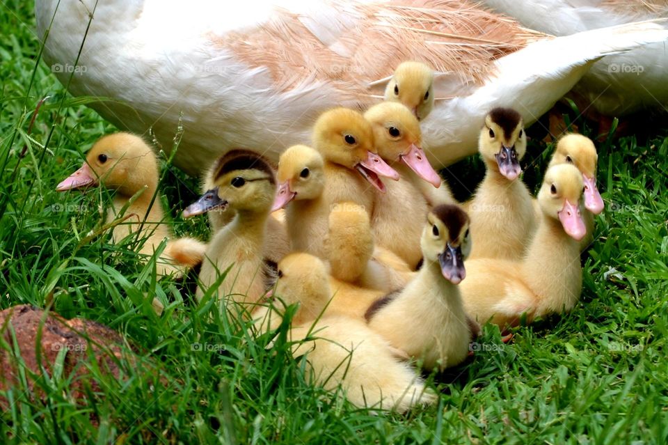 baby yellow ducks