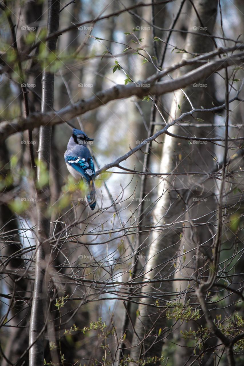 Blue jay 