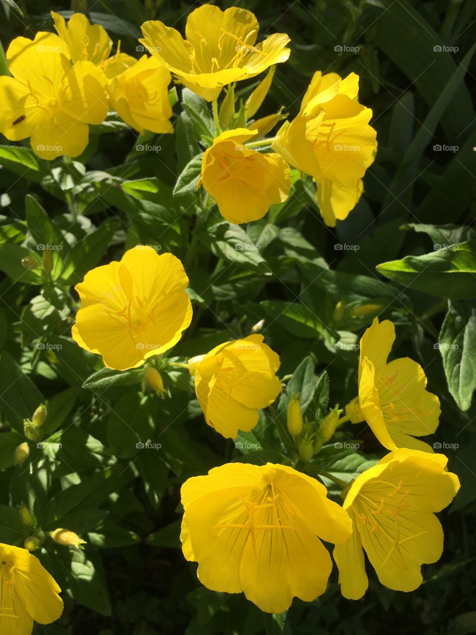 Yellow flowers