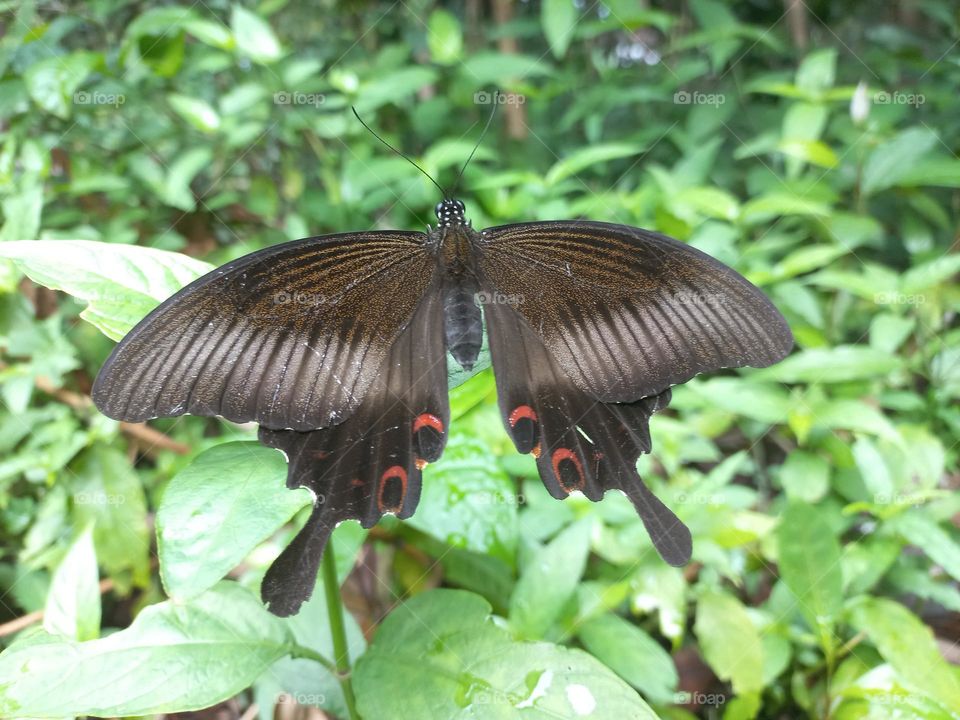 Papilio helenus is a butterfly from the Papilionidae family. It has broad wings and tends to have a dark metallic color that changes color when exposed to sunlight.