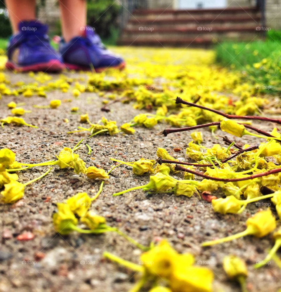 Dropping Down the Yellow Carpet