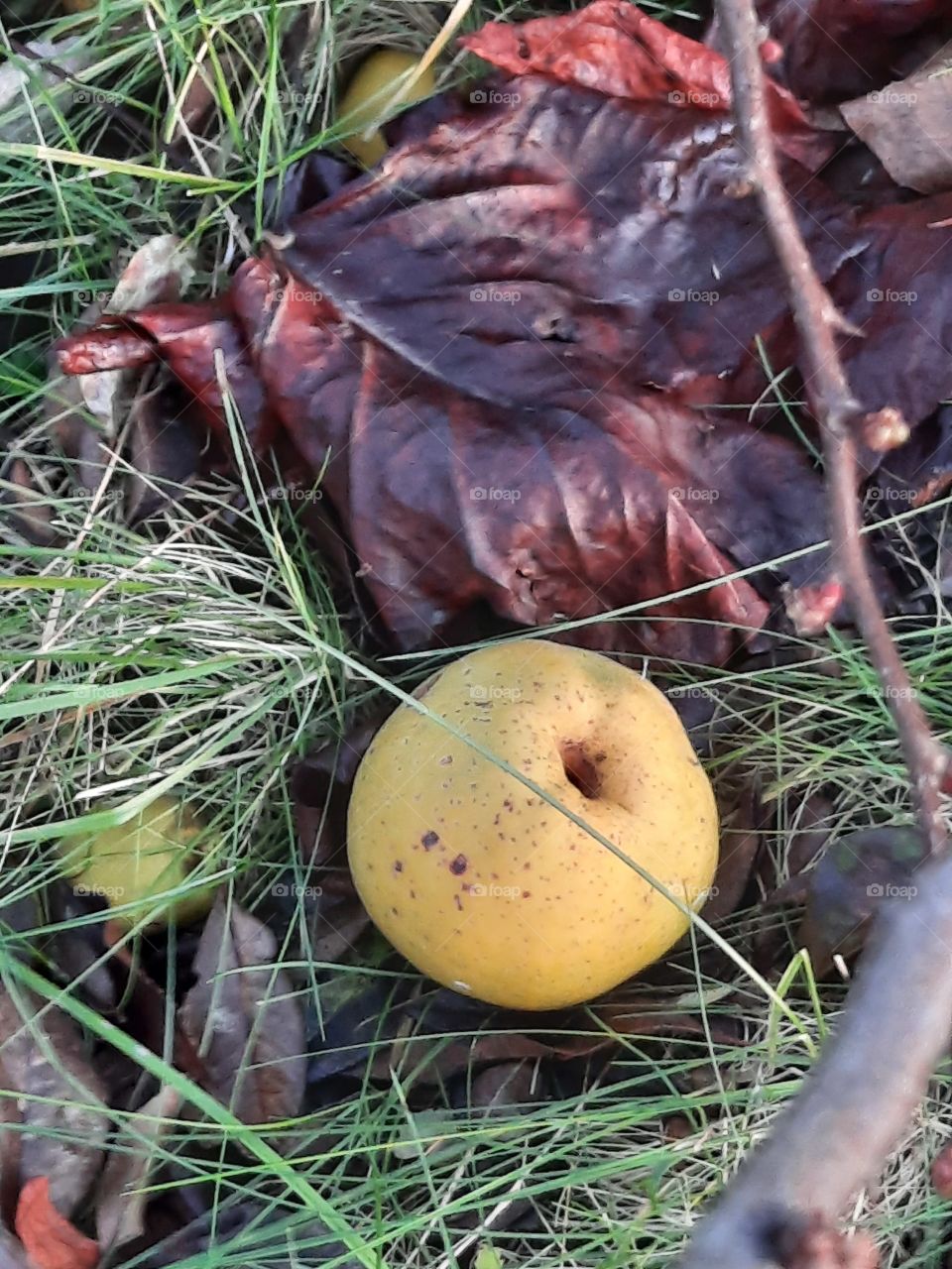 yellow quince fruit on the grass