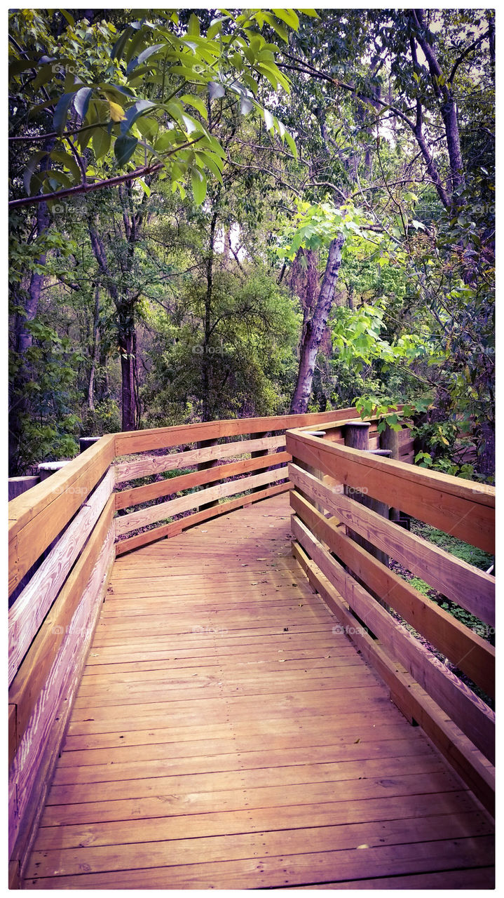 nature bridge 