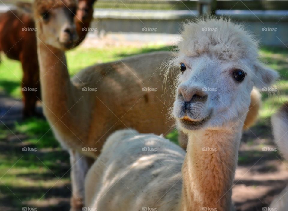 Close-up of white alpaca