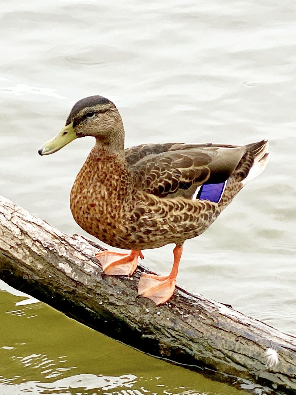 Resting duck